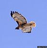 Red-tailed Hawk (Buteo jamaicensis)