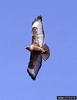 Red-tailed Hawk (Buteo jamaicensis)