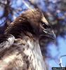 Red-tailed Hawk (Buteo jamaicensis)