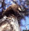 Red-tailed Hawk (Buteo jamaicensis)