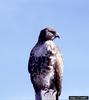 Red-tailed Hawk (Buteo jamaicensis)