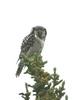 Northern Hawk Owl (Surnia ulula)