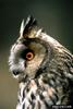 Long-eared Owl (Asio otus)