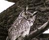 Great Horned Owl (Bubo virginianus)