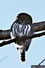 Northern Pygmy-Owl (Glaucidium gnoma)