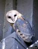 Barn Owl (Tyto alba)