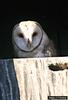 Barn Owl (Tyto alba)