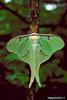 Luna Moth (Actias luna)