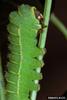 Luna Moth larva (Actias luna)