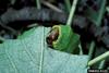 Luna Moth larva (Actias luna)