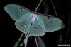 Luna Moth (Actias luna)