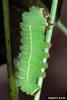 Luna Moth larva (Actias luna)