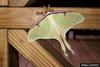 Luna Moth (Actias luna)