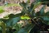 Luna Moth larva (Actias luna)