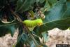 Luna Moth larva (Actias luna)