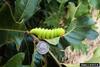 Luna Moth larva (Actias luna)