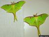 Luna Moth (Actias luna)