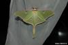 Luna Moth (Actias luna)