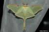 Luna Moth (Actias luna)