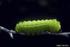 Luna Moth larva (Actias luna)