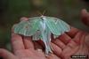 Luna Moth (Actias luna)