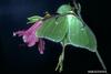 Luna Moth (Actias luna)