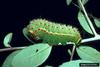 Luna Moth larva (Actias luna)