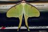 Luna Moth (Actias luna)