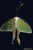 Luna Moth (Actias luna)