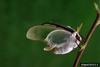 Luna Moth (Actias luna)