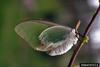 Luna Moth (Actias luna)