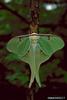 Luna Moth (Actias luna)