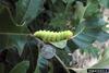 Luna Moth larva (Actias luna)