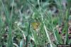 Little Yellow (Eurema lisa)