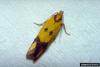 Sulphur Knapweed Moth (Agapeta zoegana)