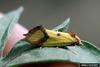 Sulphur Knapweed Moth (Agapeta zoegana)