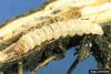 Sulphur Knapweed Moth larva (Agapeta zoegana)