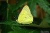 Clouded Sulphur (Colias philodice)