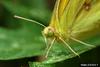 Clouded Sulphur (Colias philodice)