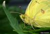 Clouded Sulphur (Colias philodice)