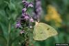 Cloudless Sulphur (Phoebis sennae)