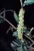 Cloudless Sulphur larva (Phoebis sennae)