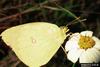 Cloudless Sulphur (Phoebis sennae)