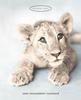 Young Cub
