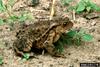 Common Toad (Bufo bufo)