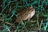 Cane Toad (Bufo marinus)