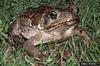 Cane Toad (Bufo marinus)