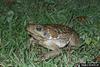 Cane Toad (Bufo marinus)