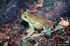 Cane Toad (Bufo marinus)