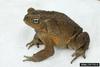 Cane Toad (Bufo marinus)